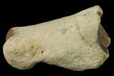 Fossil Rhino (Teleoceras) Metatarsal - Kansas #136433-1